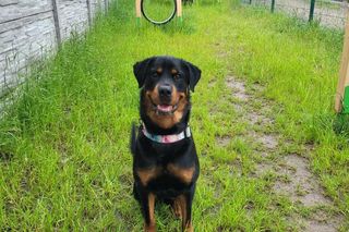 Złodziej psów grasował w Trójmieście! Ukradł Lokiego ze schroniska, a to dopiero początek!