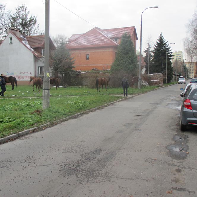 Pięć koni bez opieki przechadzało się  po  Krakowie!  Wydostały się ze stadniny!