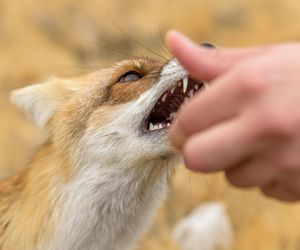 Lis zaatakował człowieka! Kolejne przypadki śmiertelnej choroby w Polsce