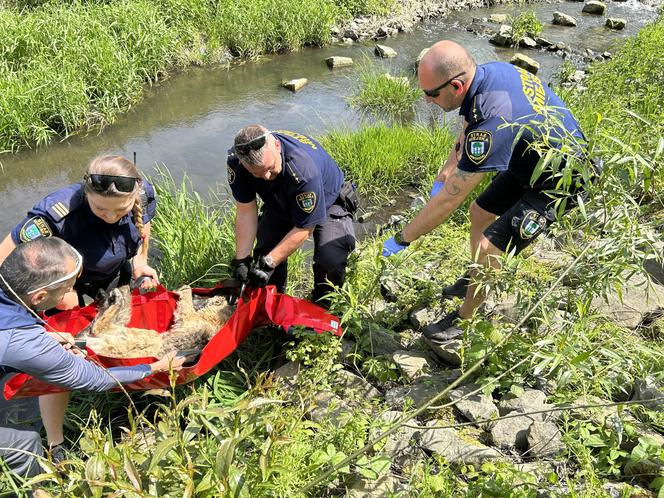 Pies utknął w korycie rzeki. Pomogli mu strażnicy miejscy