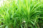 Pandan