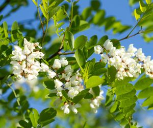 Robinia akacjowa = Grochodrzew biały - Robinia pseudoacacia