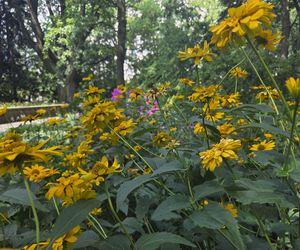 Letni spacer w zielonym sercu Bydgoszczy. Ogród Botaniczny UKW zaprasza!