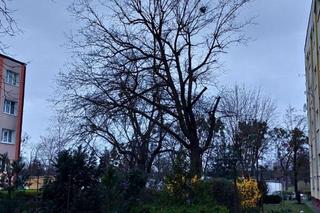 Te stare bydgoskie drzewa są w fatalnej kondycji. Dostaną drugą szansę, zajmie się nimi arborysta 