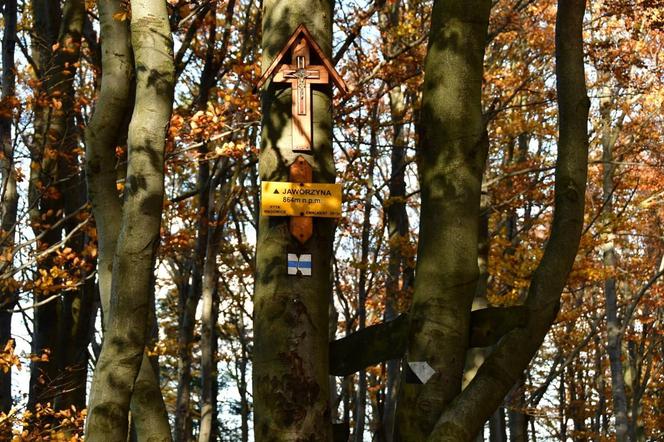 Powstał nowy szlak spacerowy na najwyższy szczyt miasta Żywca - Jaworzynę.