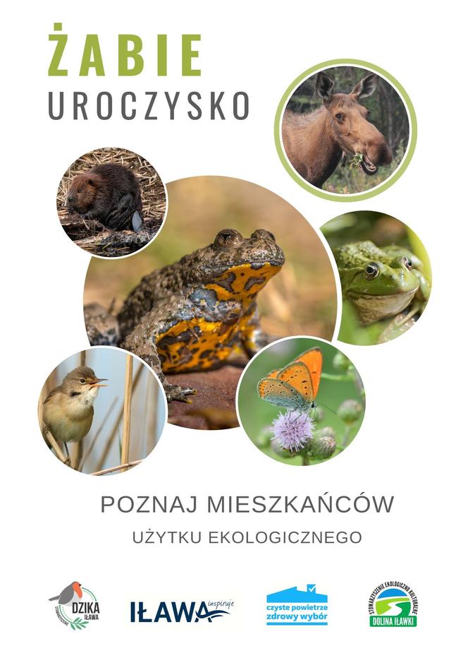 Żabie Uroczysko w Iławie