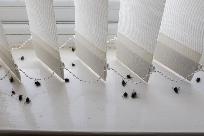 Zapuść 20 kropli, wypełnij miseczkę po same brzegi i postaw na blacie w kuchni. Much więcej w niej nie zobaczysz. Domowy sposób na muchy w domu