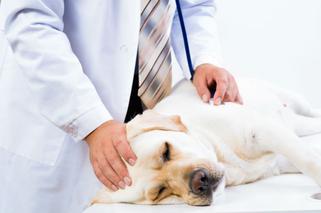 Biegunka u psów i kotów: Objawy, przyczyny i leczenie
