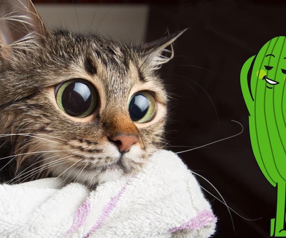 Dlaczego koty boją się ogórków? Odpowiedź może was zaskoczyć! 