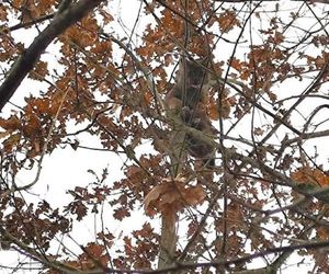 Ryś w koronie drzewa. Niezwykłe spotkanie z dziką naturą w Leśnictwie Kadłub