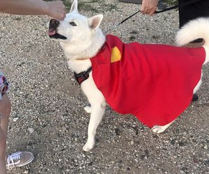 Zabierz psa do kina pod Chicago