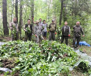 Inwazja obcych w woj. warmińsko-mazurskim. Te gatunki niszczą ekosystem