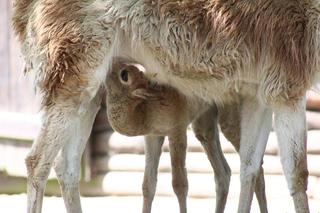 Wigoń z Andów na Pradze