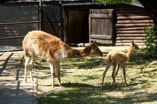 Wigoń z Andów na Pradze