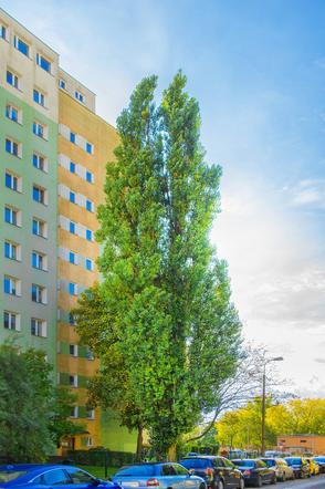 Masz ulubione drzewo w Bydgoszczy? Powiedz o nim wszystkim i zgłoś je do konkursu