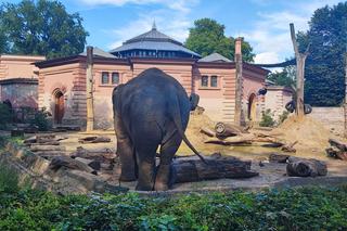Najstarsze w Europie słonie mieszkają we Wrocławiu. Mają ponad 60 lat! 