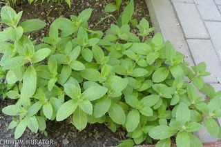 Mięta polna - Mentha arvensis