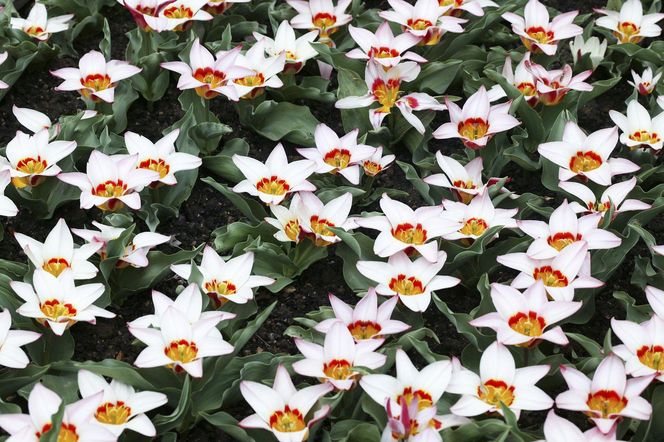 Tulipan Kaufmanna 'Ancilla'