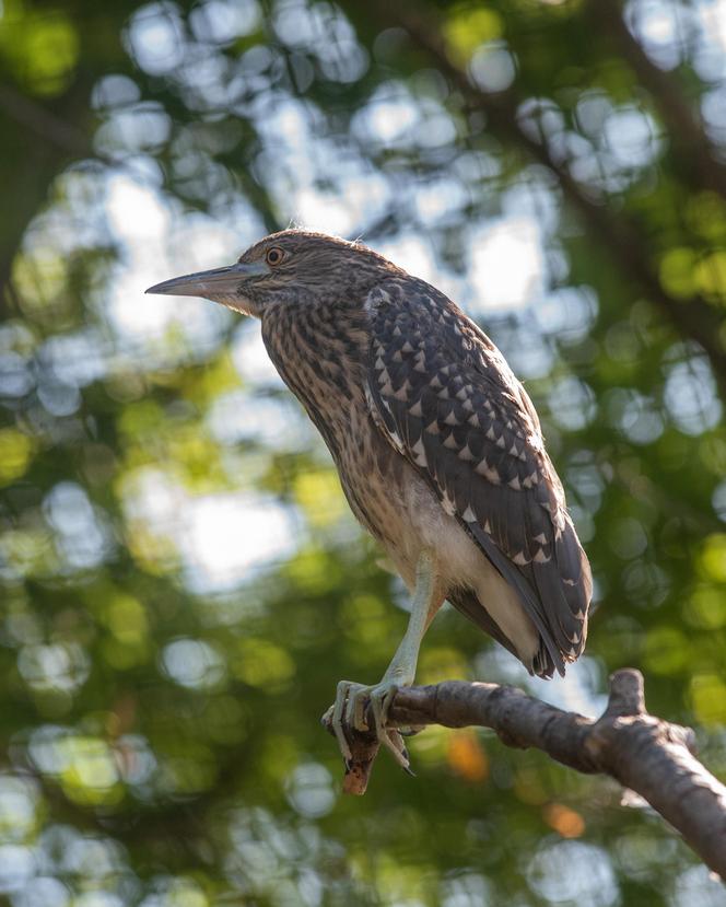 W Orientarium Zoo Łódź wykluł się ślepowron