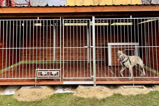 Pies w straży miejskiej