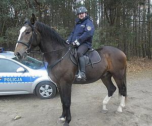 Policjanci walczą o emeryturę dla... konia. Blue Baker przez 12 lat służył w konnym oddziale policji 