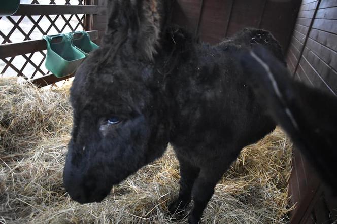 Przed wejściem do Śląskiego ZOO rozbłysła choinka. Jest też żywa szopka 