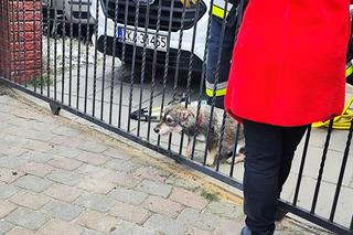 Dramat bezbronnego kundelka! Potrzebna była pomoc fachowców!