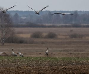 Żurawie powróciły do Poleskiego Parku Narodowego