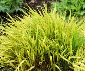 Hakonechloa macra 'Aureola'