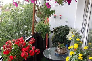 Mały ogródek na balkonie