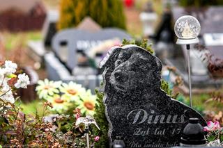 Gdzie jest i ile kosztuje cmentarz dla zwierząt w Toruniu? Tu pochowasz swojego kochanego pupila