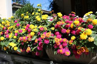 Lantana pospolita - piękna roślina na taras i balkon. Jak pielęgnować lantanę?