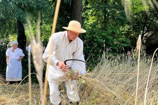 W Skansenie odbyły się retro żniwa, żęto żyto metodami pradziadków