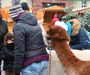 Moc atrakcji na Rudzkim Jarmarku Świątecznym. W programie koncerty, występy i spotkania ze Świętym Mikołajem