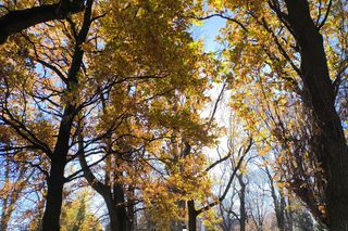 Słoneczna pogoda sprzyjała. 32. Kwesta Na Odnowę Zabytków Starego Cmentarza w Tarnowie