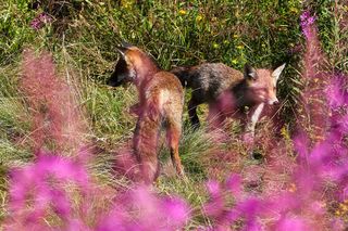 Wierzbówka na Hali Gąsienicowej w Tatrach