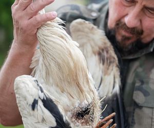 Leśne Pogotowie w Mikołowie ratuje dzikie zwierzęta 