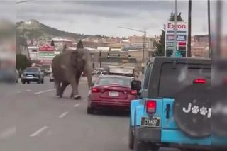 Słoń zwiał z cyrku. Błąkał się po autostradzie, ludzie w szoku!