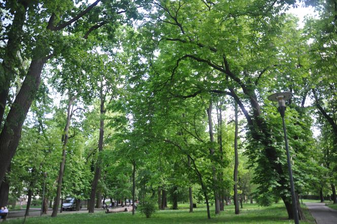 Park Miejski w Kielcach. Wiosna 2025