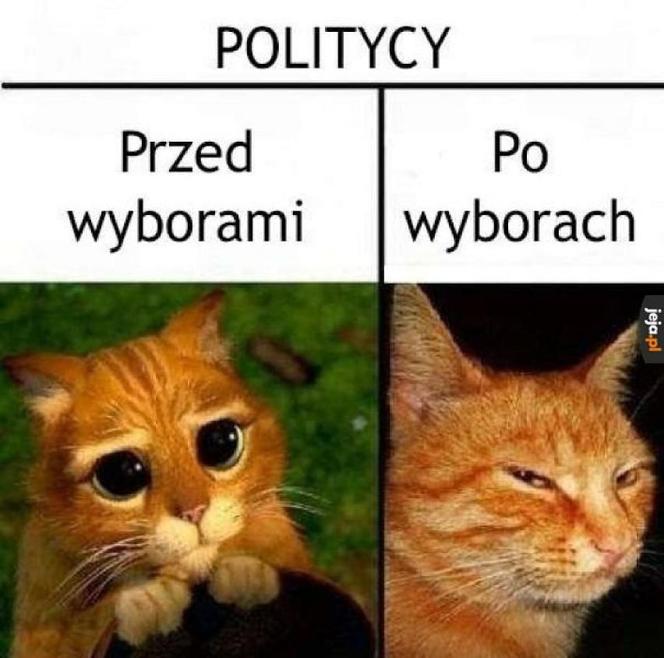 Najlepsze memy o wyborach samorządowych 2024. Internauci znowu nie zawiedli