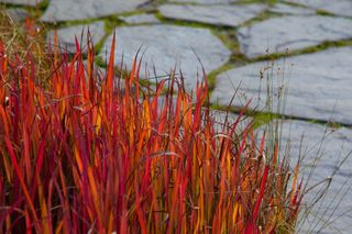 Imperata cylindryczna 'Red Baron'  - Imperata cylindrica 'Red Baron'