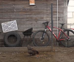 Rolnicy. Podlasie. Gienek i Sławek karmią zwierzęta.  A nie przestraszą się ciebie krowy?