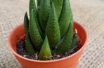 Haworthia fasciata