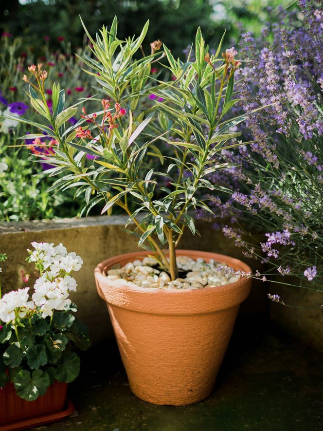 Oleander w donicy