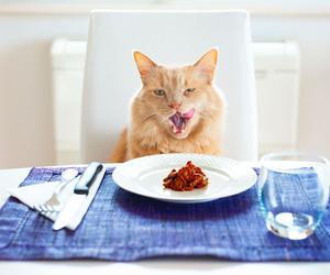 Potrawy inspirowane kocią karmą w menu modnej restauracji. Co podają?