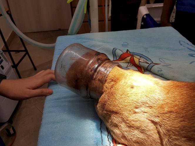 kot łasuch z głową w słoiku