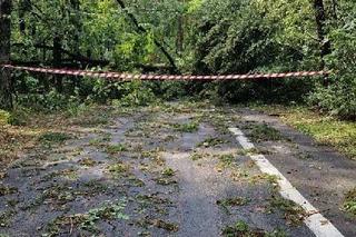 Nadleśnictwo wprowadziło zakaz wstępu do lasu. Wejście zagraża życiu!