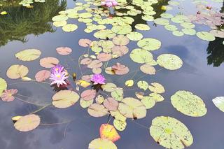To jeden z najpiękniejszych ogrodów botanicznych w Polsce. Znajduje się na Dolnym Śląsku 