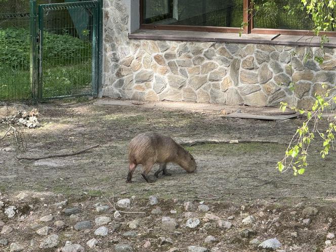 Kapibary z gdańskiego zoo