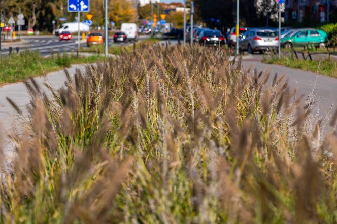 Park linearny na Bielanach w Warszawie